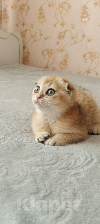 Кошки в Курганинске: Продаются шотландские котята Девочка, Бесплатно - фото 1