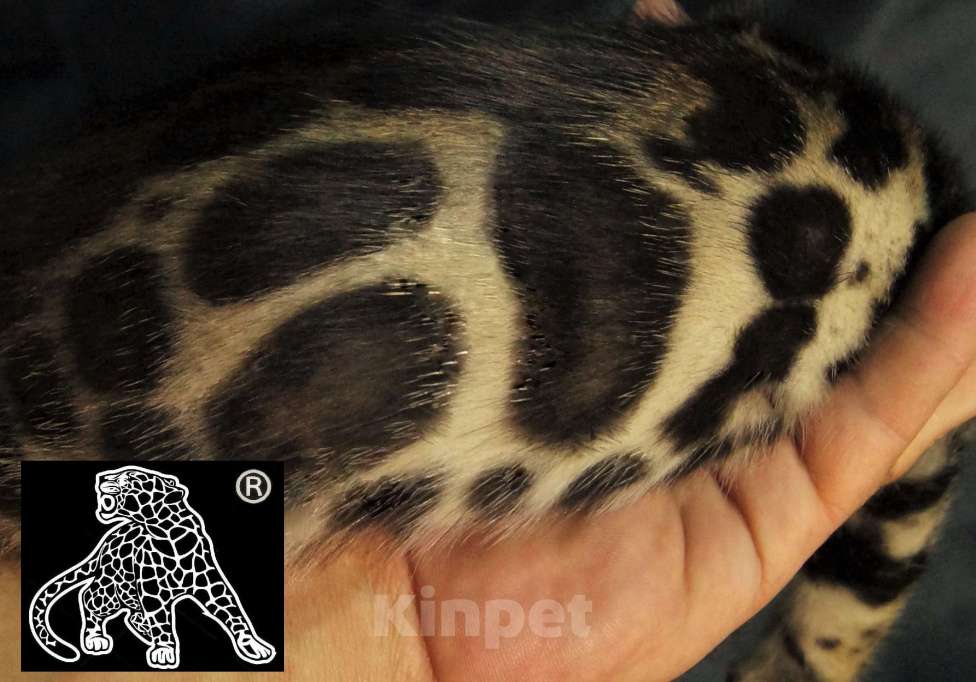 Кошки в Петропавловске-Камчатском: Бенгальский котик. ШОУ. Профессиональный питомник. Мальчик, Бесплатно - фото 8