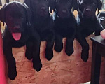 Собаки в Батайске: Щенки Лабрадора-ретривера  Девочка, 30 000 руб. - фото 1