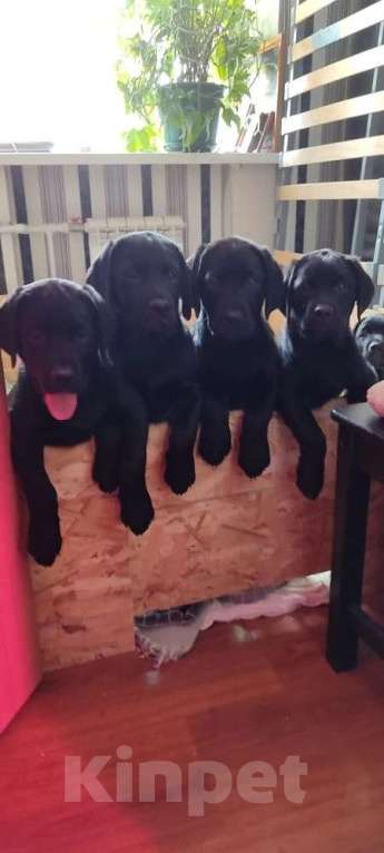 Собаки в Батайске: Щенки Лабрадора-ретривера  Девочка, 30 000 руб. - фото 1