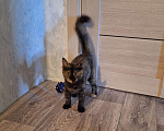 Кошки в Люберцах: Котенок -девочка  в добрые руки Девочка, Бесплатно - фото 1