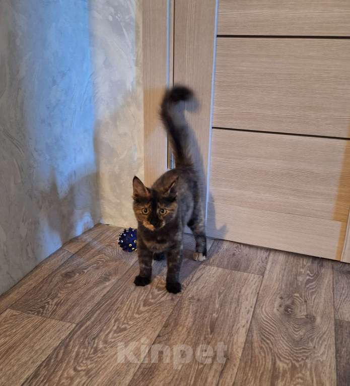 Кошки в Люберцах: Котенок -девочка  в добрые руки Девочка, Бесплатно - фото 1