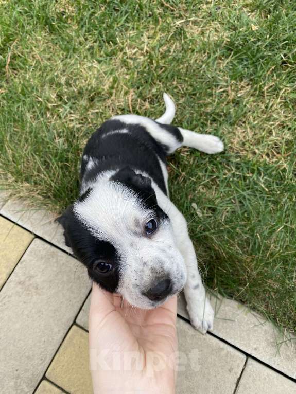 Собаки в других городах Краснодарского края: отдаем щенка в добрые руки  Девочка, 1 руб. - фото 3