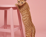 Кошки в Санкт-Петербурге: Котята Девочка, Бесплатно - фото 3