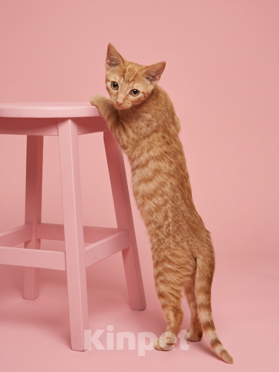 Кошки в Санкт-Петербурге: Котята Девочка, Бесплатно - фото 3