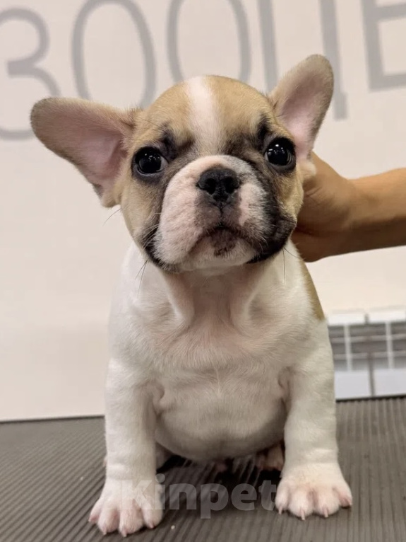 Собаки в Кургане: Щенки французского бульдога РКФ Разнополые, 15 000 руб. - фото 2