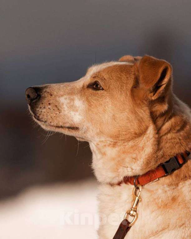 Собаки в других городах Московской области: Привет, я Сильвестр :) Мальчик, Бесплатно - фото 7