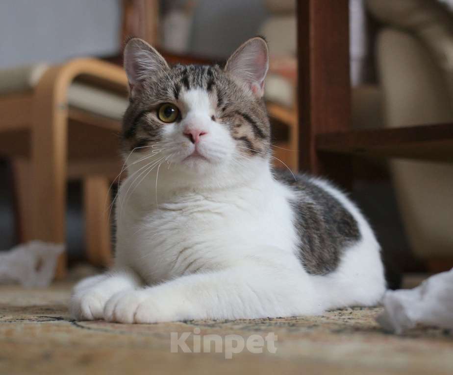 Кошки в Москве: Котенок Мишка  Мальчик, Бесплатно - фото 3