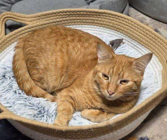 Кошки в Москве: кот Апероль ищет дом Мальчик, Бесплатно - фото 5