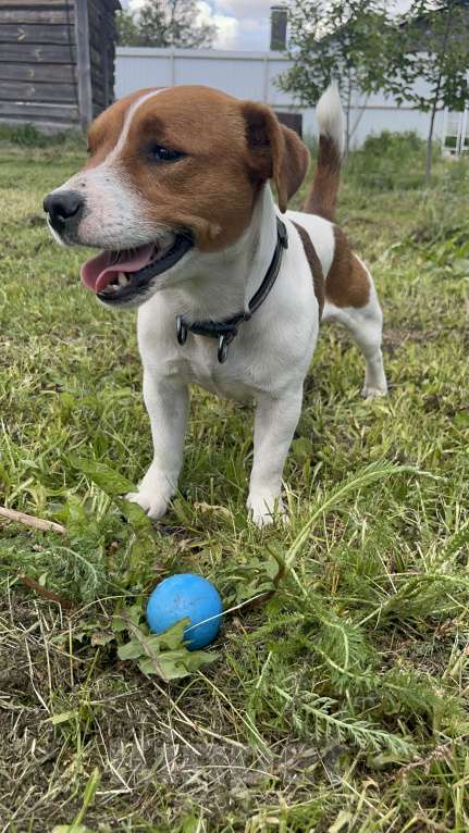 Собаки в других городах Воронежской области: Пропала собака Мальчик, Бесплатно - фото 3