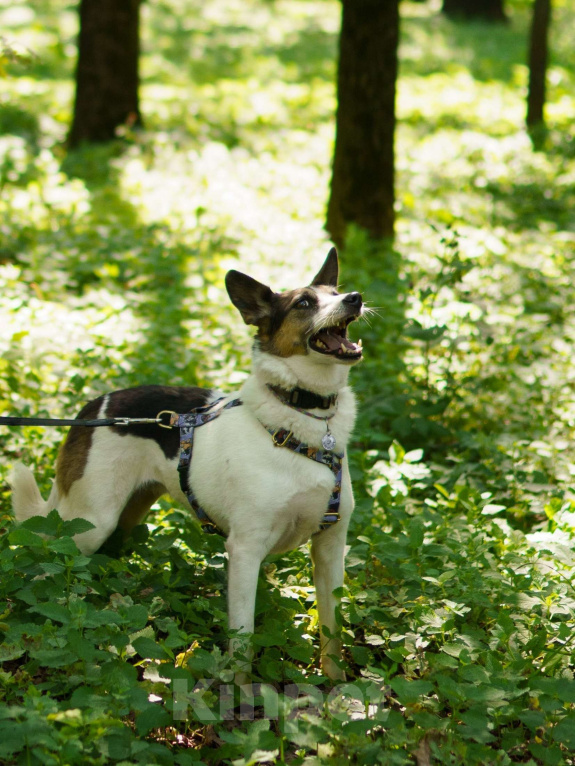 Собаки в Москве: Бэлла очень ждёт своего человека! Девочка, Бесплатно - фото 6