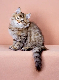 Сибирский мальчик Коржик