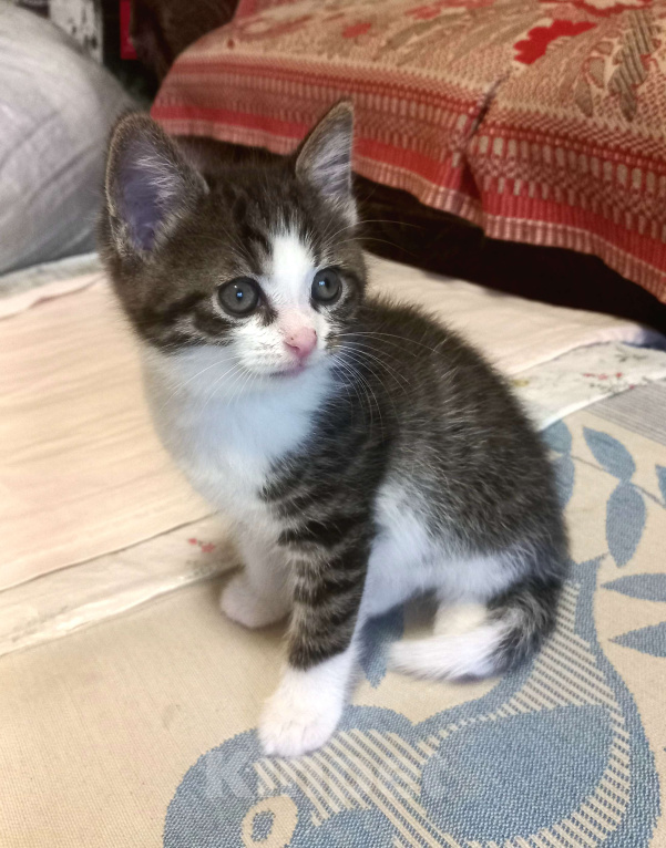 Кошки в Туле: Бездомные котята Мальчик, Бесплатно - фото 1