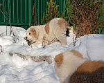 Собаки в Пскове: Среднеазиатская овчарка щенок алабай Мальчик, 60 000 руб. - фото 4