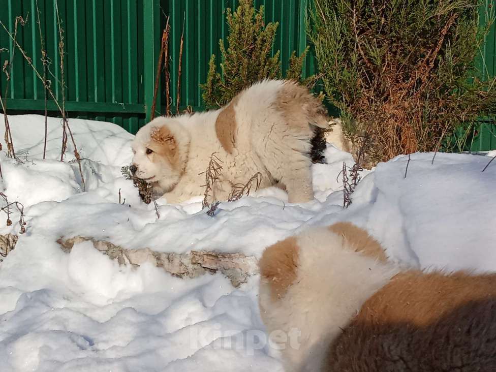 Собаки в Пскове: Среднеазиатская овчарка щенок алабай Мальчик, 60 000 руб. - фото 4