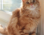 Кошки в Балашихе: Котята мейнкунята Мальчик, 40 000 руб. - фото 1