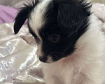 Собаки в других городах Московской области: Щенок мальчик папильон Papillon  Мальчик, 65 000 руб. - фото 2