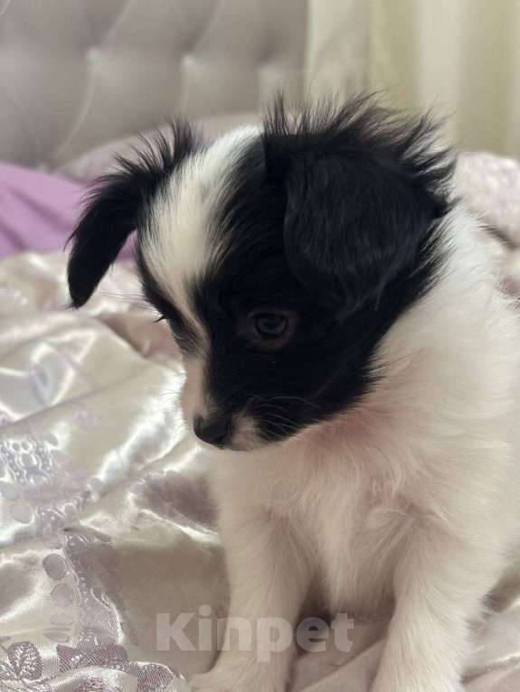 Собаки в других городах Московской области: Щенок мальчик папильон Papillon  Мальчик, 65 000 руб. - фото 2