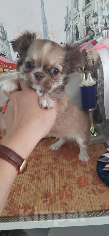 Собаки в Москве: Оыженький мальчик чихуахуа Мальчик, 25 000 руб. - фото 4