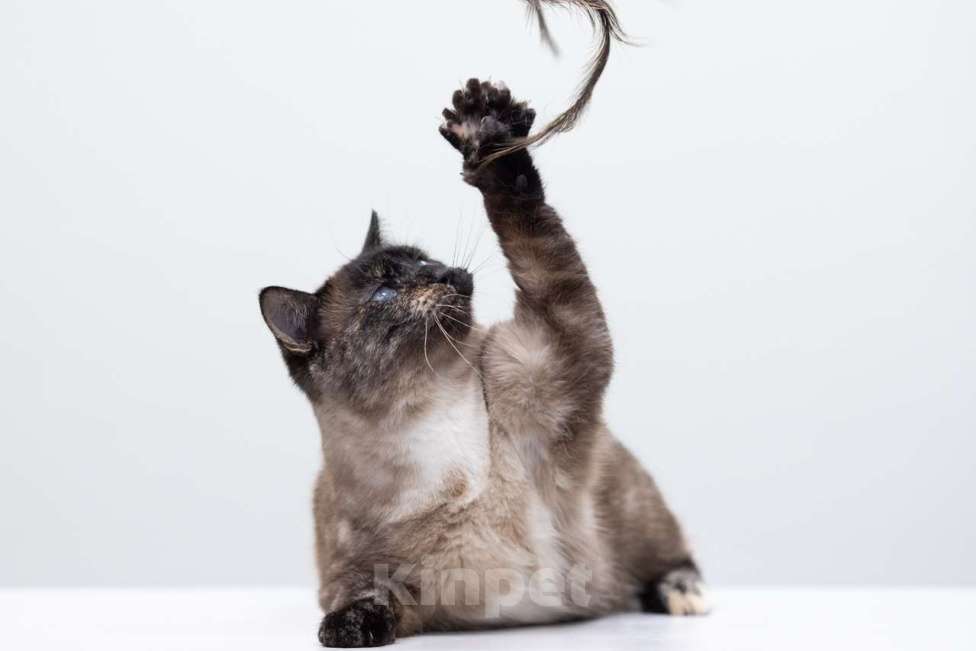 Кошки в Москве: Варвара Девочка, Бесплатно - фото 2