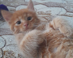 Кошки в Самаре: Ищу заботливых, добрых хозяев котодетям Девочка, 10 руб. - фото 2