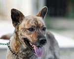 Собаки в Краснодаре: Тайсон, 52 руб. - фото 1