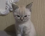 Кошки в Кстово: Британские котята, 1 000 руб. - фото 4