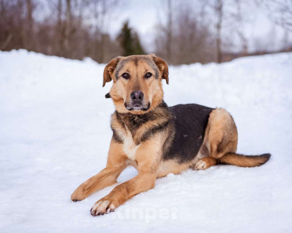Собаки в Москве: Активный, жизнерадостный особенный мальчишка Мальчик, Бесплатно - фото 5