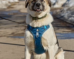 Собаки в Москве: Крупная собака в добрые руки Девочка, Бесплатно - фото 3