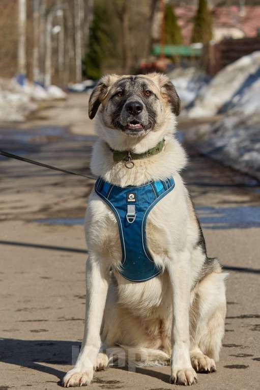 Собаки в Москве: Крупная собака в добрые руки Девочка, Бесплатно - фото 3