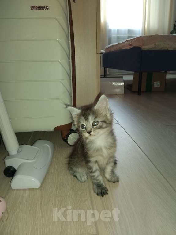 Кошки в Ставрополе: Лиана девочка Девочка, 15 000 руб. - фото 3