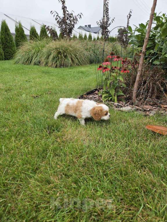 Собаки в Новосибирске: Ищем любящие семьи для щенков Девочка, 50 000 руб. - фото 3