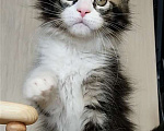 Кошки в Перми: Котята мейн-кун Девочка, 25 000 руб. - фото 7