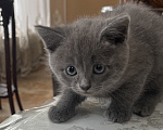 Кошки в Москве: Пролаю котенка Мальчик, 3 000 руб. - фото 1
