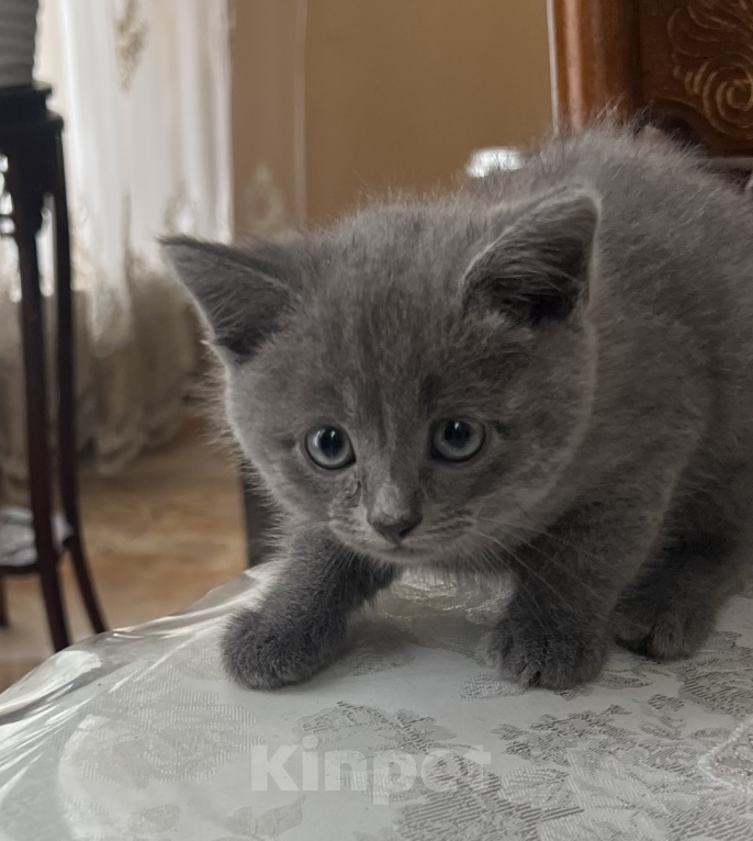 Кошки в Москве: Пролаю котенка Мальчик, 3 000 руб. - фото 1