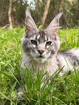 Котенок мейн-кун