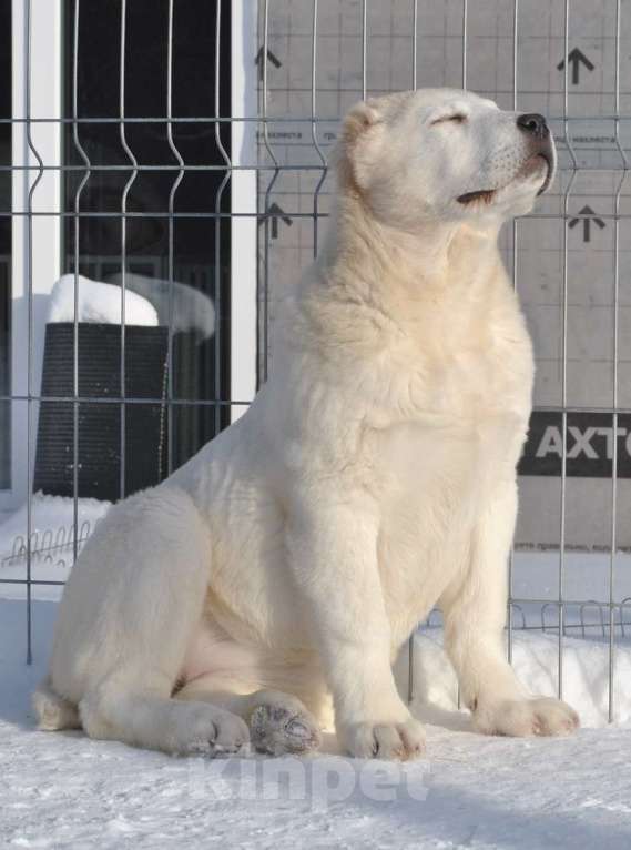 Собаки в Архангельске: Белоснежная принцесса в поисках хозяев Девочка, Бесплатно - фото 1