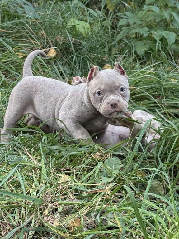 Собаки в Жуковском: Американский булли щенки покет Девочка, 90 000 руб. - фото 5