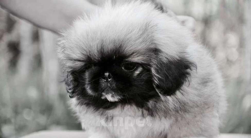 Собаки в Самаре: Пекинес, 1 руб. - фото 2