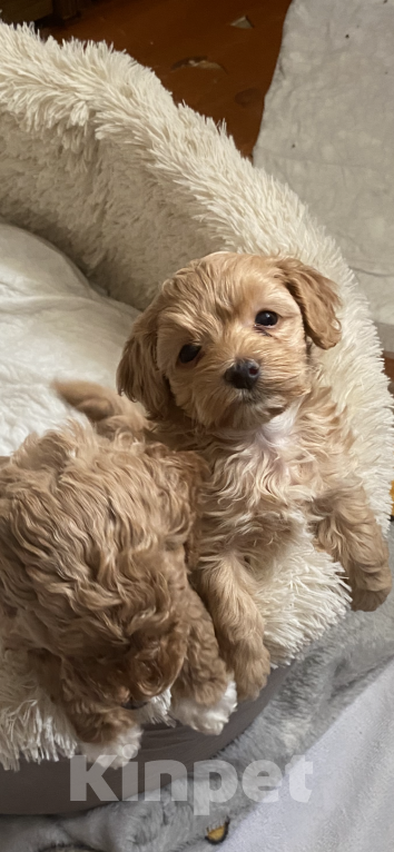 Собаки в Оленегорске: Продажа Девочка, 60 000 руб. - фото 3