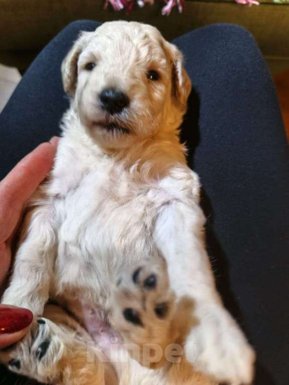 Собаки в Санкт-Петербурге: Пудель средний Мальчик, 90 000 руб. - фото 3