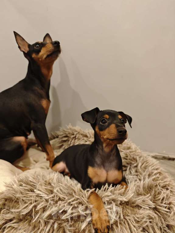 Собаки в Краснодаре: Юми Девочка, 15 000 руб. - фото 3