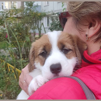 Объявление: Красивый щенок Джек рассела, 45 000 руб., Нижний Новгород