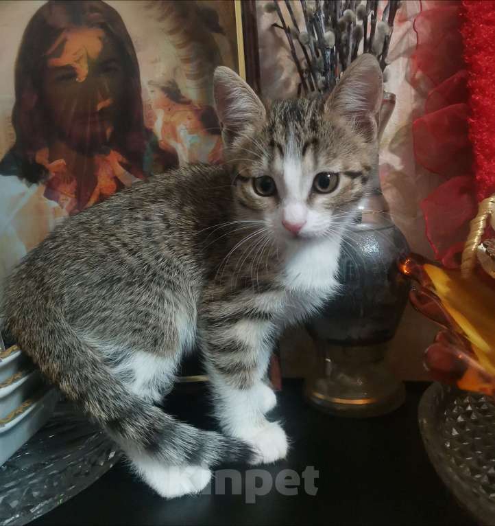 Кошки в Тольятти: Маленький тигренок  Девочка, Бесплатно - фото 2
