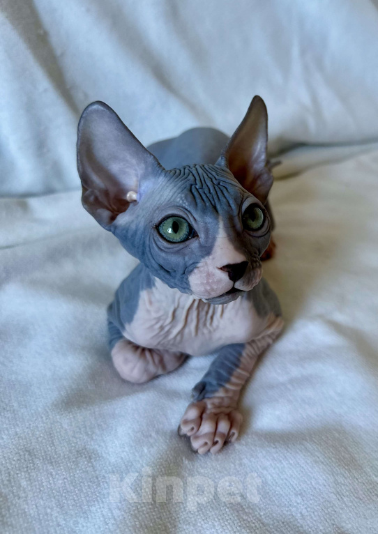 Кошки в Москве: Мальчик канадского сфинкса Мальчик, 45 000 руб. - фото 5