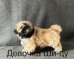 Собаки в Ярославле: девочки ши-цу Девочка, 50 000 руб. - фото 2