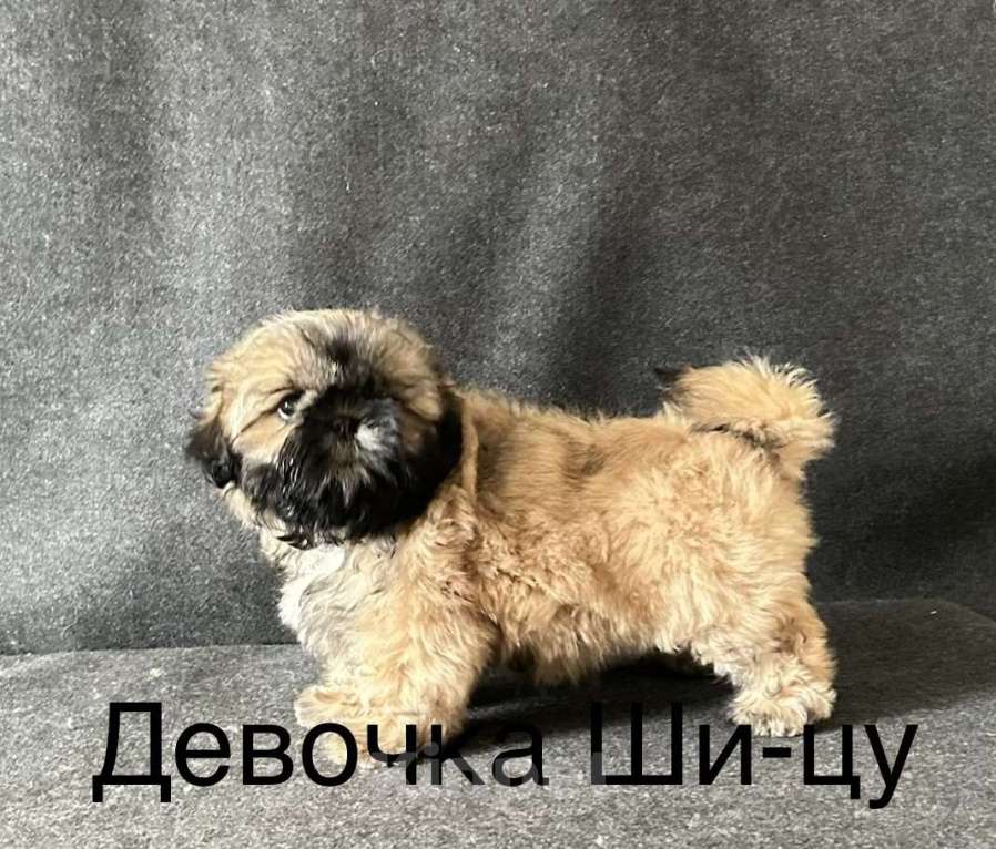 Собаки в Ярославле: девочки ши-цу Девочка, 50 000 руб. - фото 2