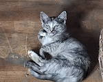 Кошки в других городах Нижегородской области: Пятеро котят ищут дом Разнополые, Бесплатно - фото 4