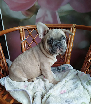 Милый малыш французский бульдог.