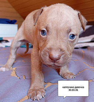 Американский питбультерьер щенок девочка